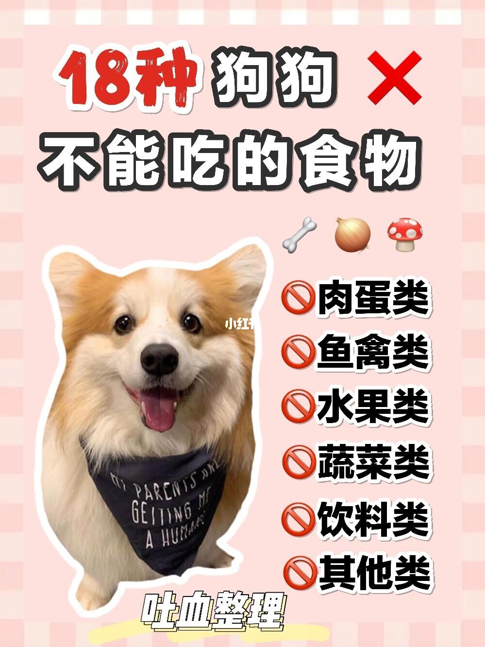 宠物狗饮食禁忌，守护爱犬健康须知